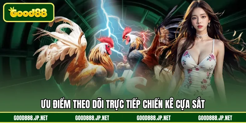 Ưu điểm theo dõi trực tiếp chiến kê cựa sắt